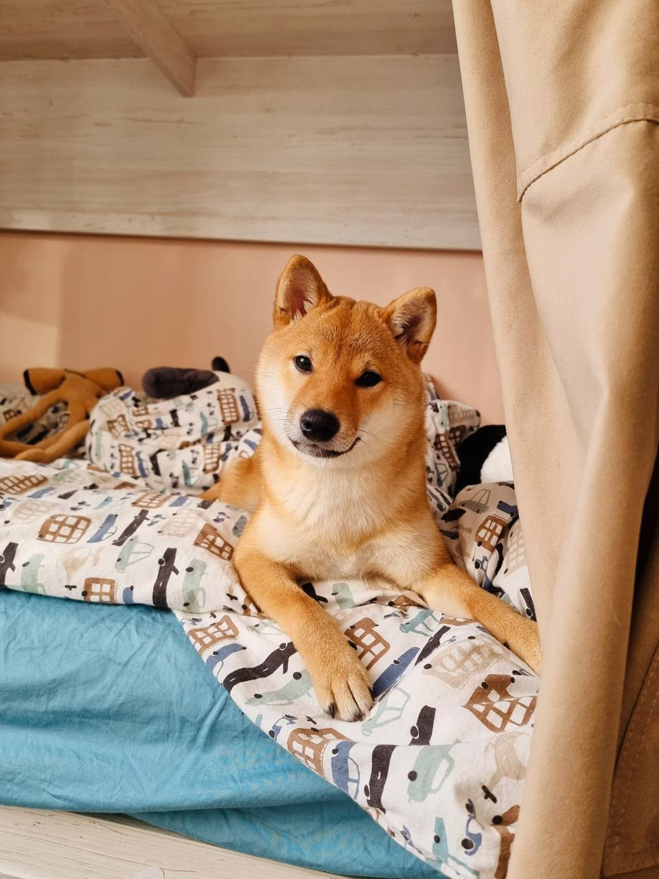 сиба питомник Рубилайт щенки на продажу rubylight  сиба щенки купить Шиба сиба-ину