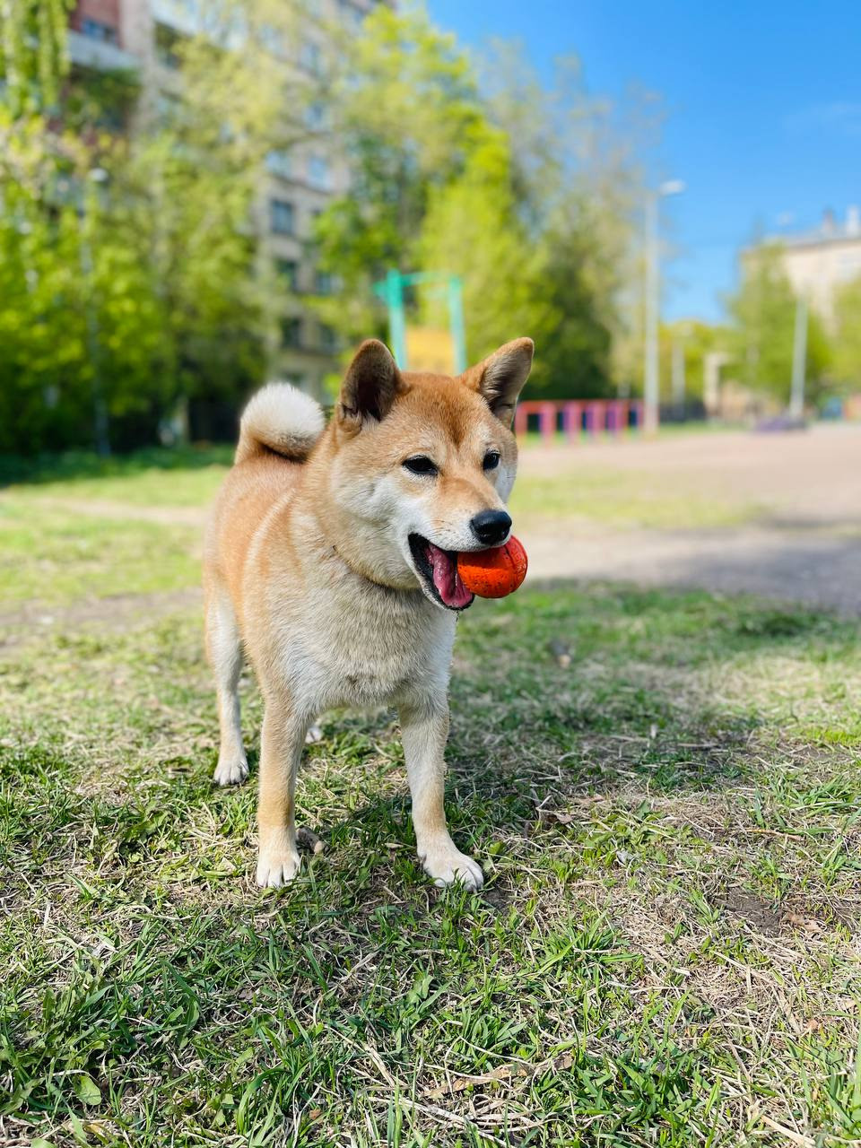 сиба питомник Рубилайт щенки на продажу rubylight  сиба щенки купить Шиба сиба-ину