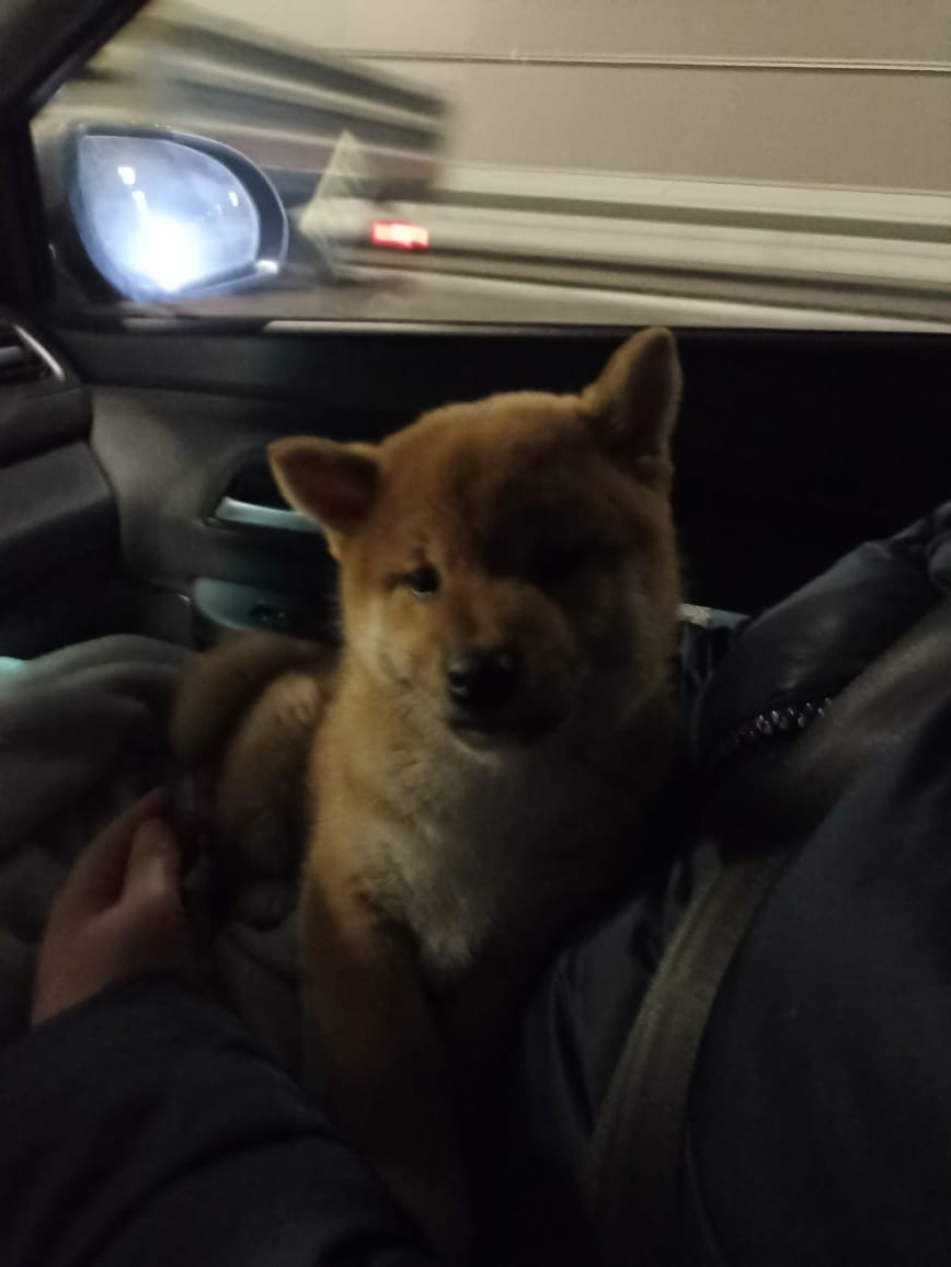 сиба питомник Рубилайт щенки на продажу rubylight  сиба щенки купить Шиба сиба-ину