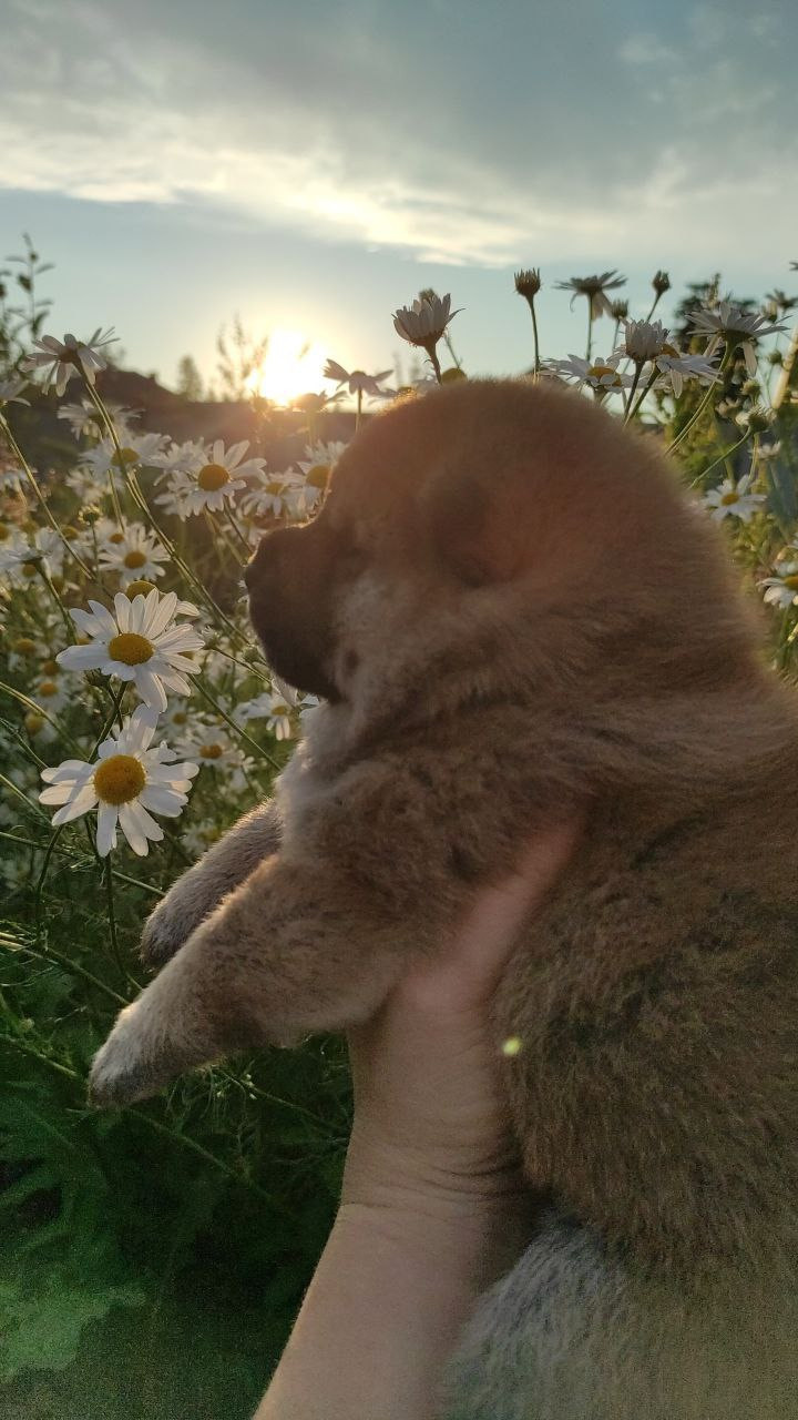 Сиба Rubylight Qiwi питомник Рубилайт 