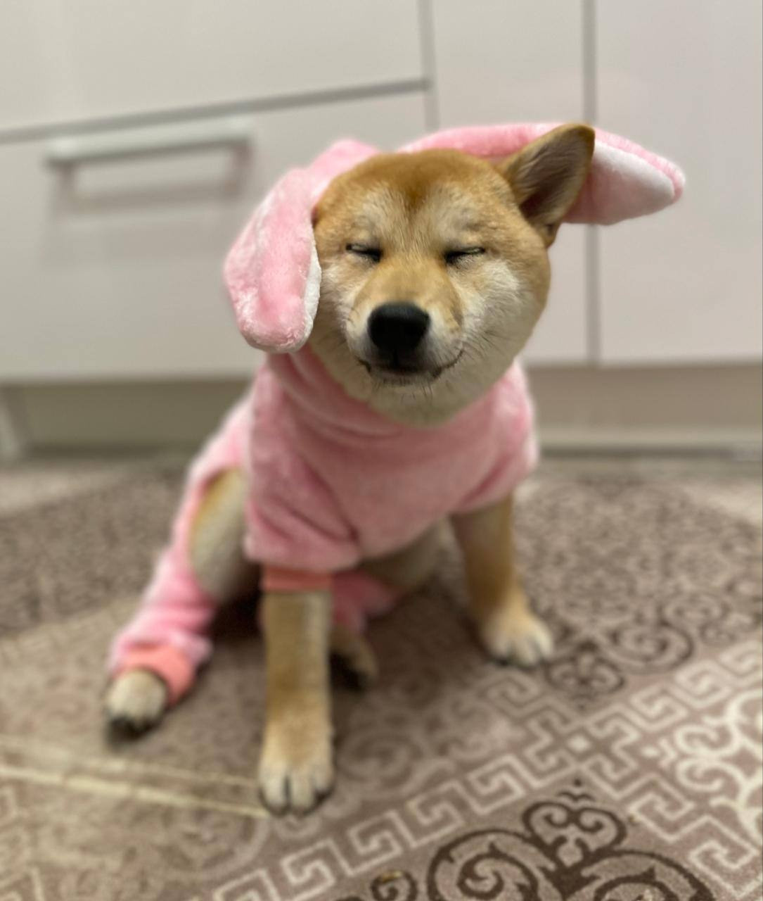 сиба питомник Рубилайт щенки на продажу rubylight  сиба щенки купить Шиба сиба-ину