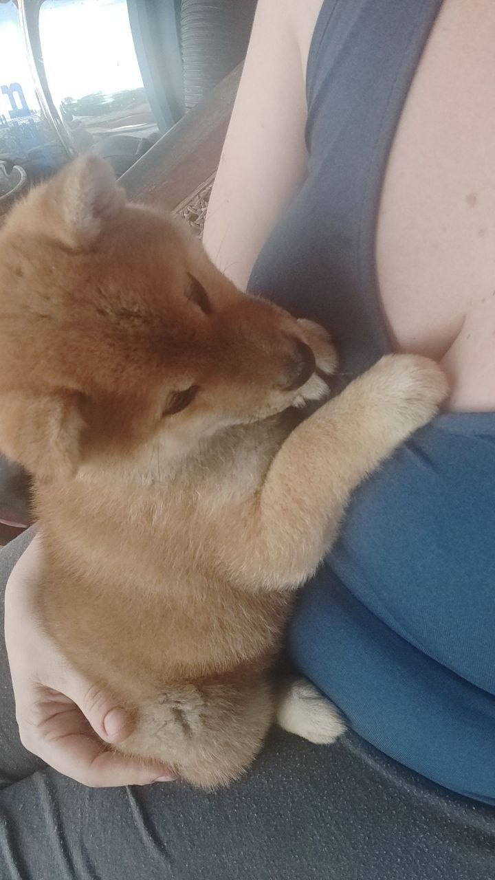 Сиба Rubylight Qiwi питомник Рубилайт 