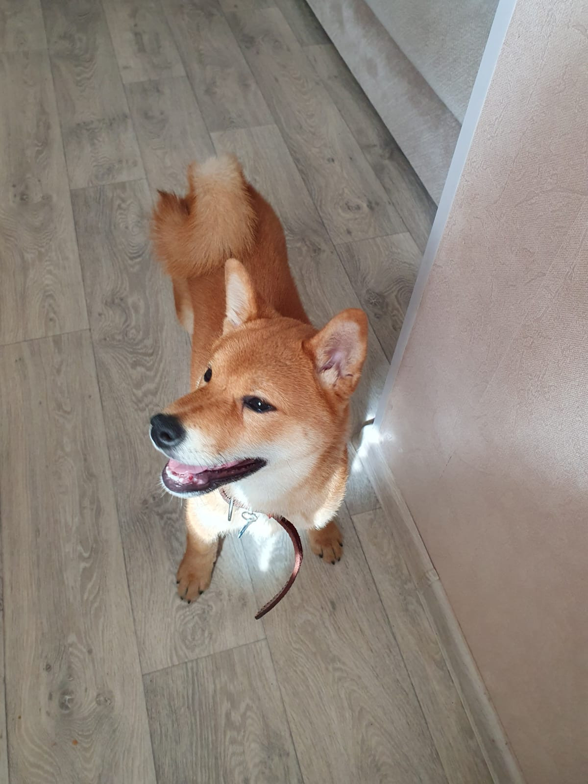 сиба питомник Рубилайт щенки на продажу rubylight  сиба щенки купить