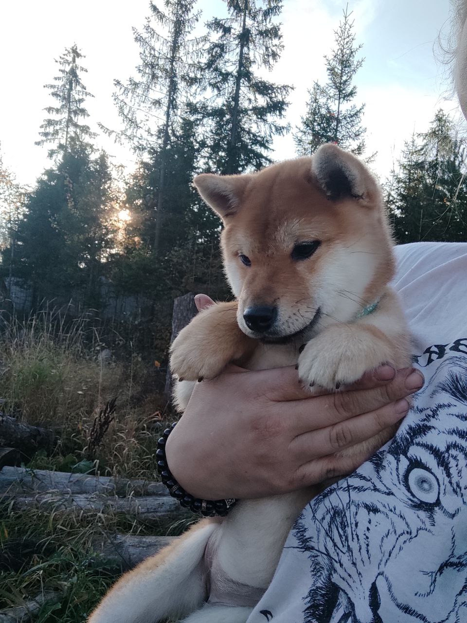 Сиба Rubylight Qiwi питомник Рубилайт 