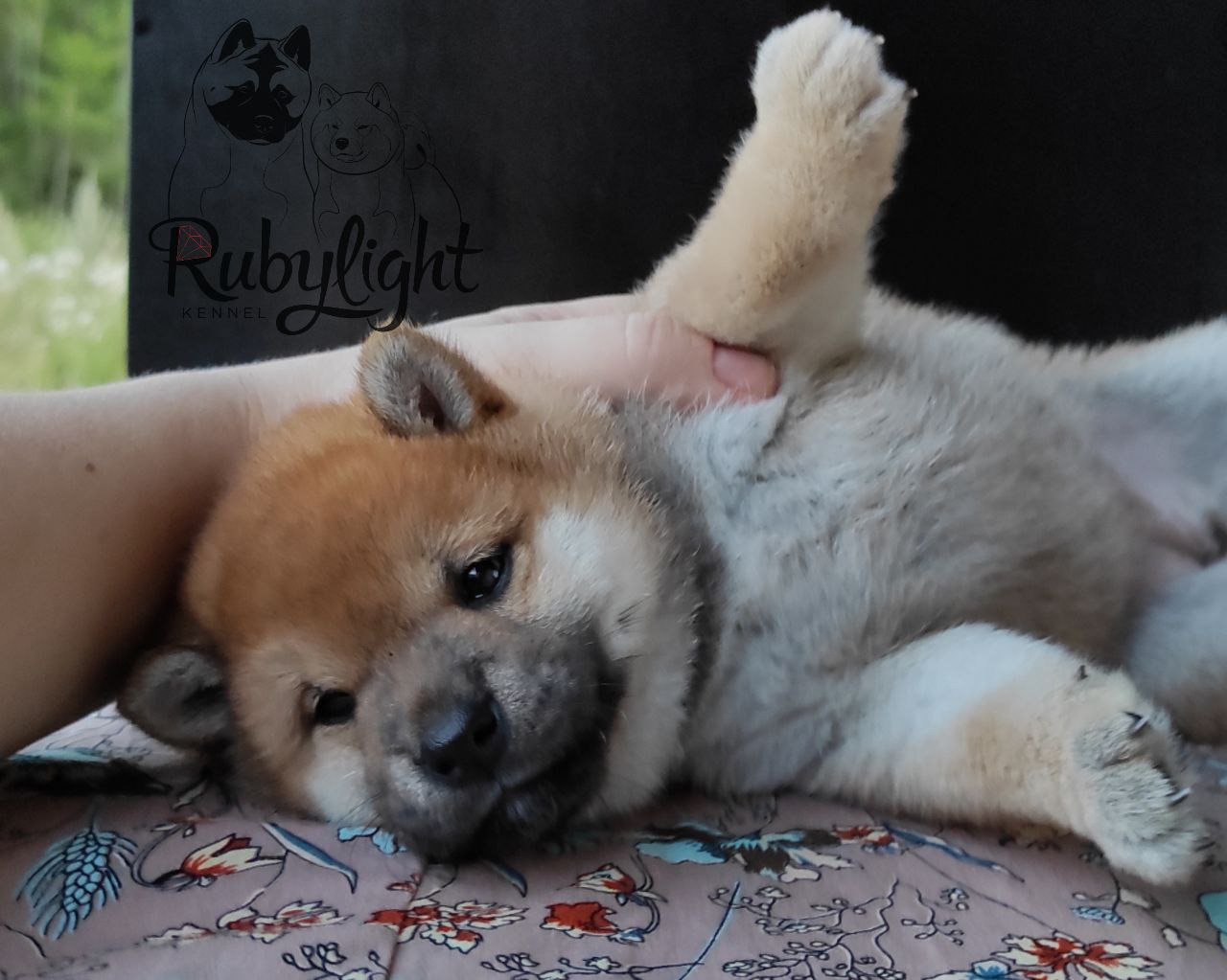 Сиба Rubylight Qiwi питомник Рубилайт 