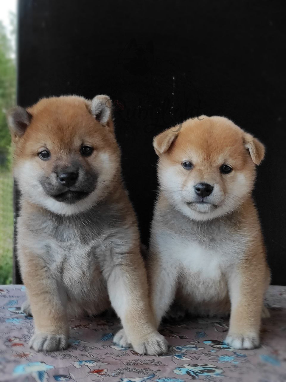 Сиба питомник Рубилайт помет Q