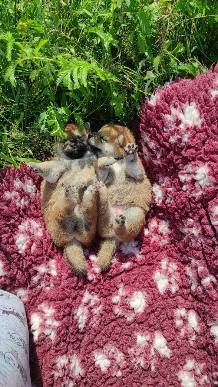 Сиба питомник Рубилайт помет Q