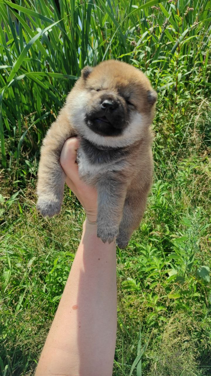 Сиба Rubylight Qiwi питомник Рубилайт 