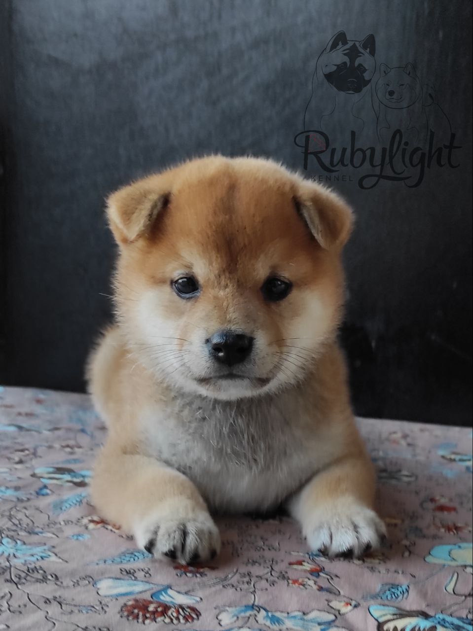 сиба питомник Рубилайт щенки на продажу rubylight  сиба щенки купить Шиба сиба-ину