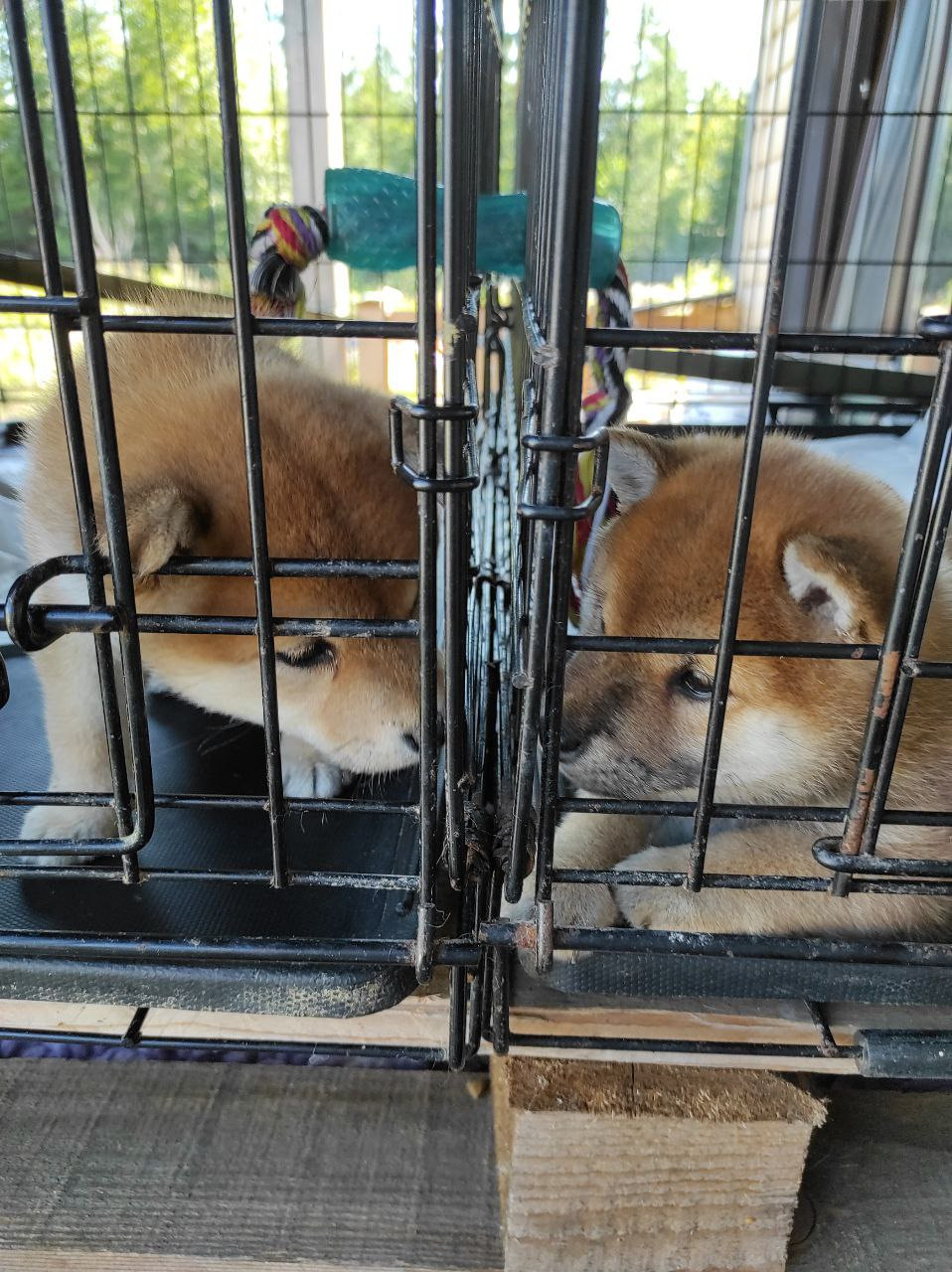 Сиба питомник Рубилайт помет Q