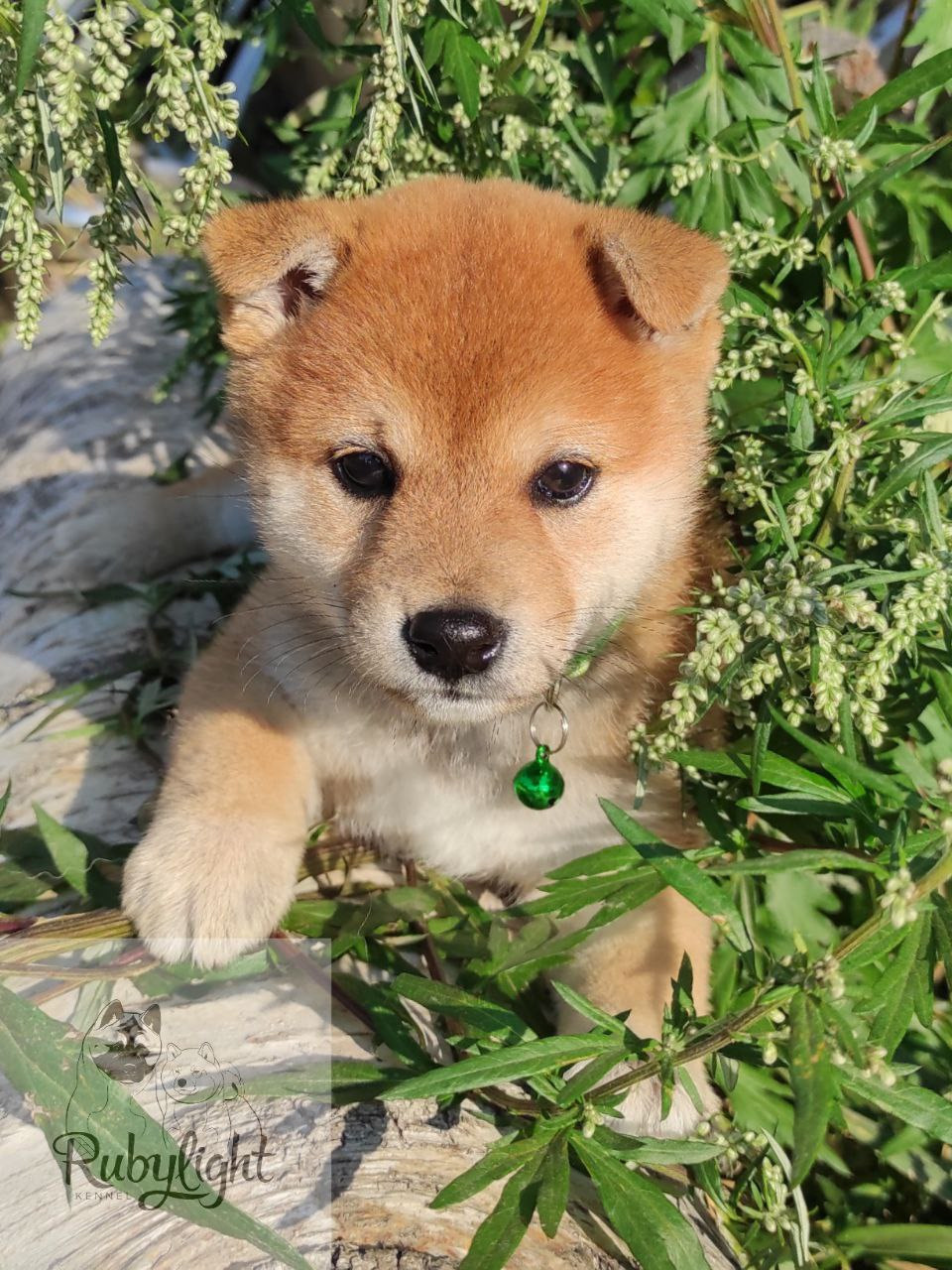 сиба питомник Рубилайт щенки на продажу rubylight  сиба щенки купить Шиба сиба-ину