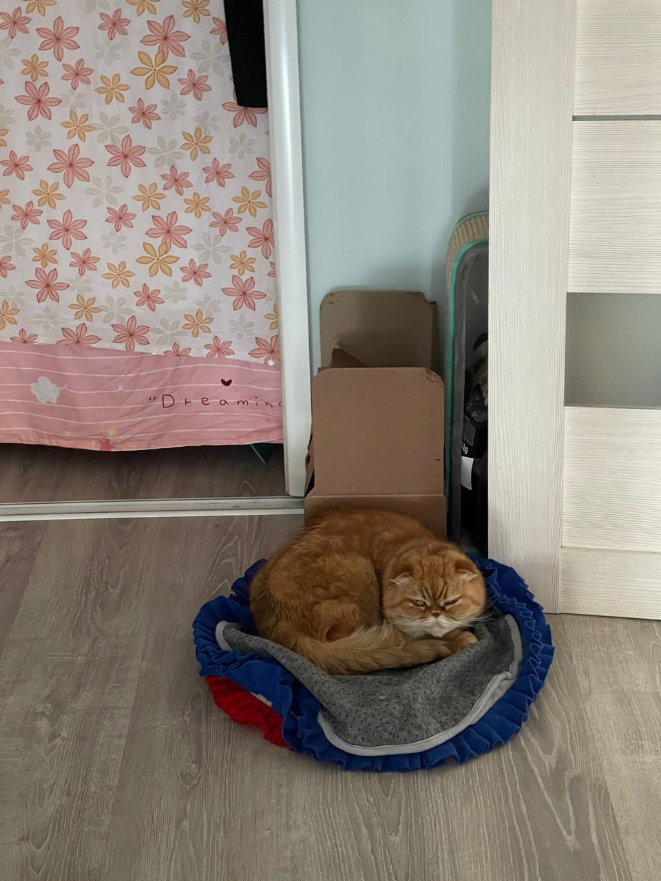 сиба питомник Рубилайт щенки на продажу rubylight  сиба щенки купить Шиба сиба-ину