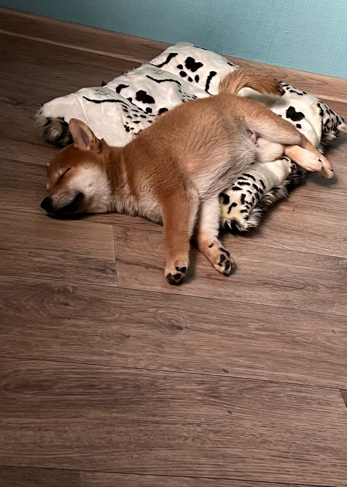 сиба питомник Рубилайт щенки на продажу rubylight  сиба щенки купить Шиба сиба-ину