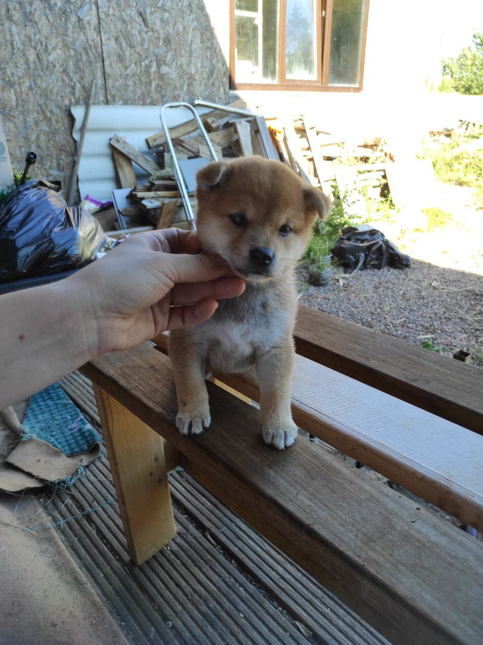 сиба питомник Рубилайт щенки на продажу rubylight  сиба щенки купить Шиба сиба-ину