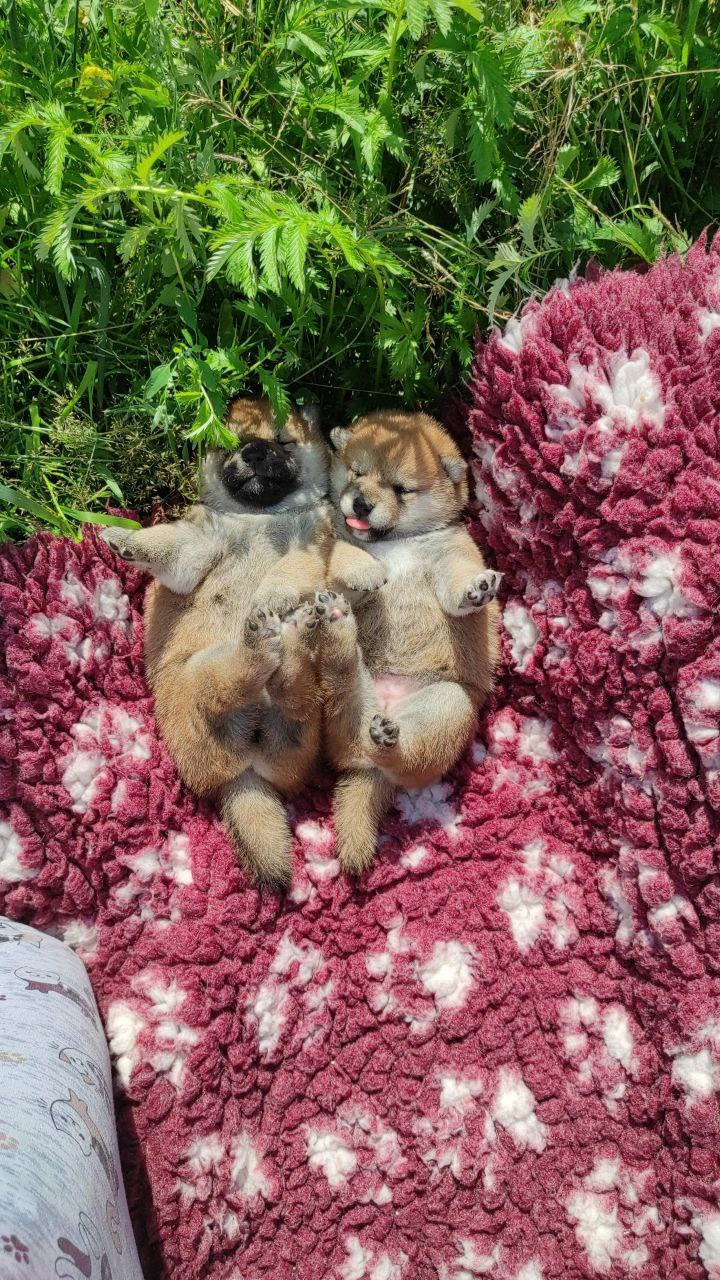 Сиба питомник Рубилайт помет Q