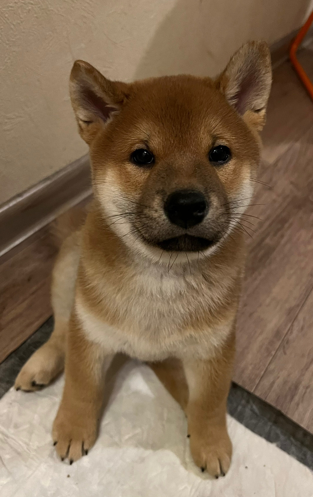 сиба питомник Рубилайт щенки на продажу rubylight  сиба щенки купить Шиба сиба-ину