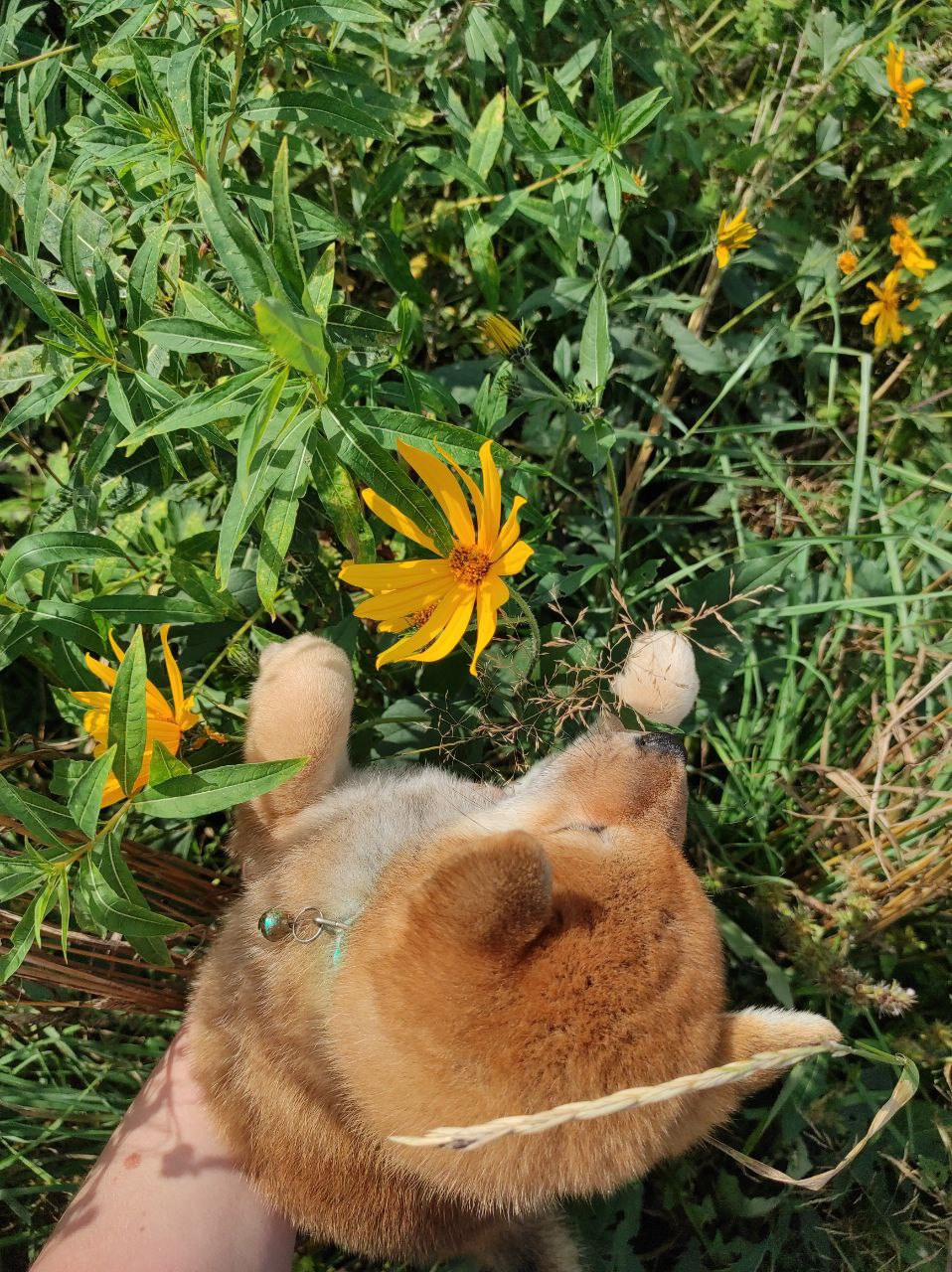 Сиба Rubylight Qiwi питомник Рубилайт 