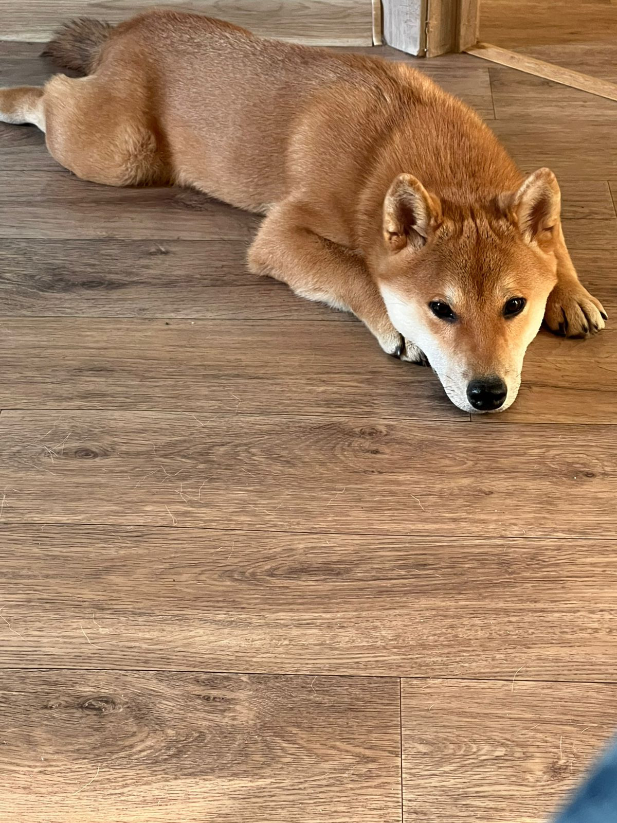 сиба питомник Рубилайт щенки на продажу rubylight  сиба щенки купить Шиба сиба-ину