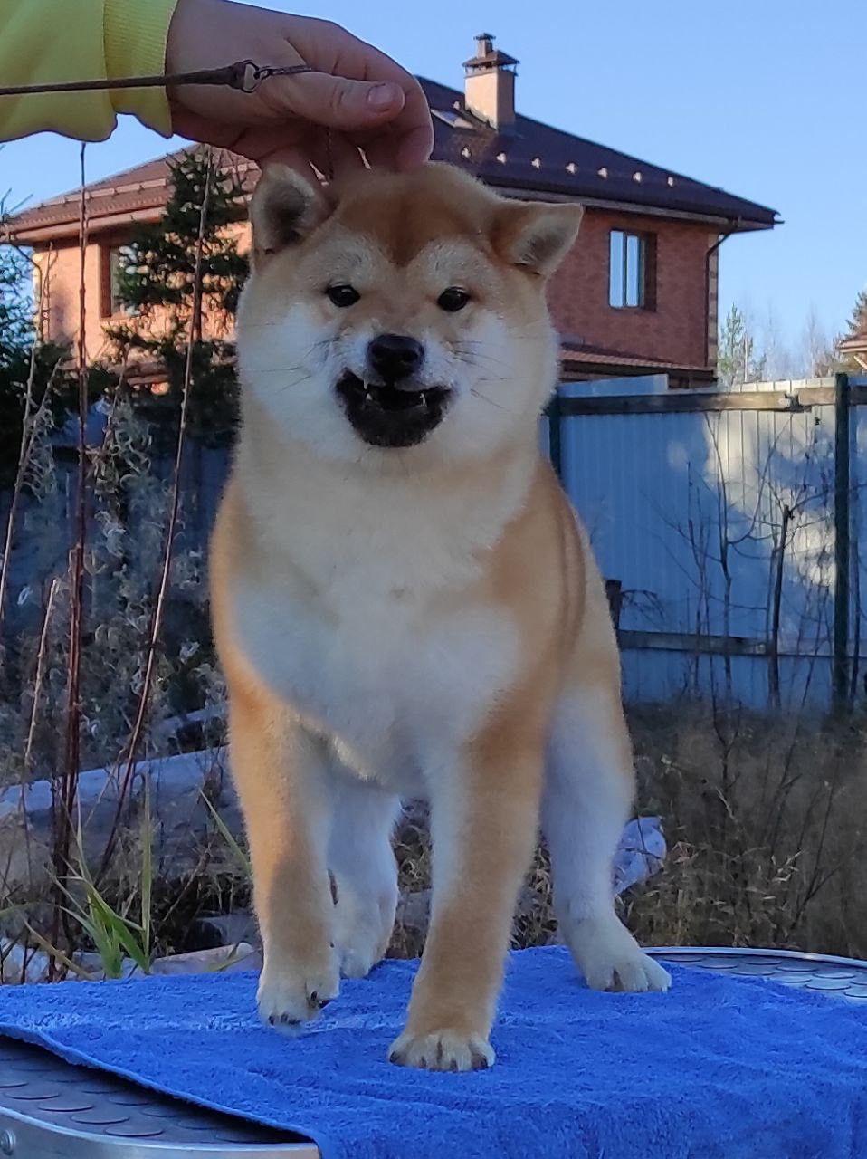 Сиба Rubylight Qiwi питомник Рубилайт 