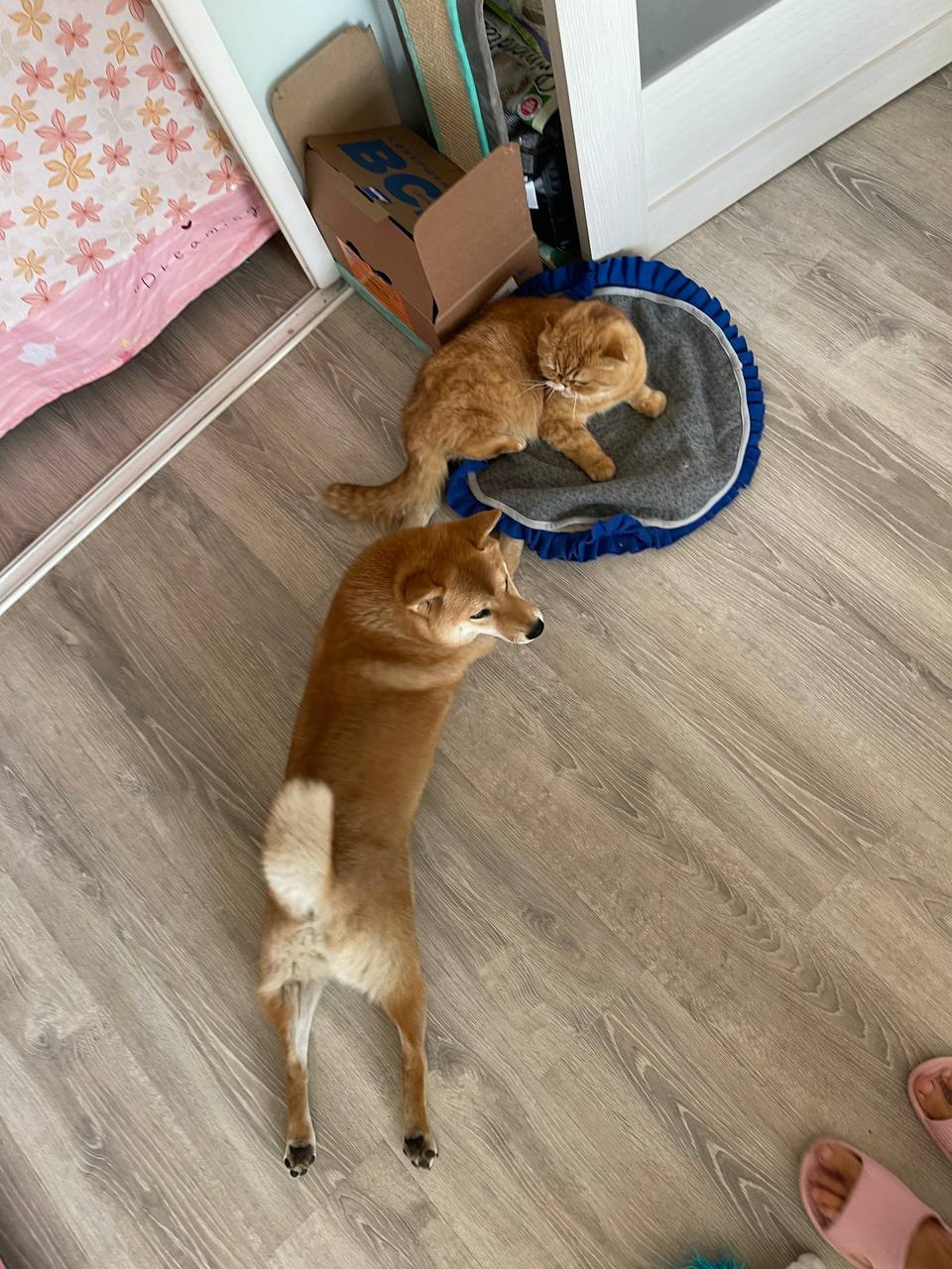 сиба питомник Рубилайт щенки на продажу rubylight  сиба щенки купить Шиба сиба-ину