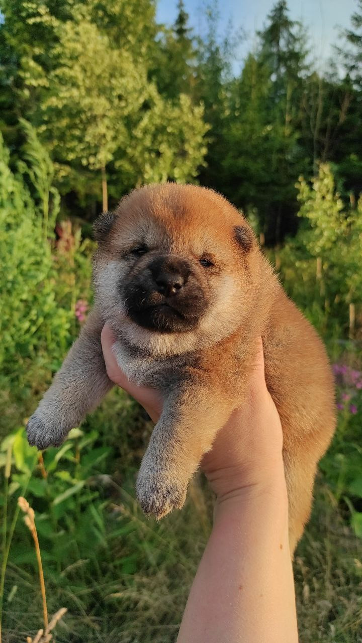 Сиба Rubylight Qiwi питомник Рубилайт 