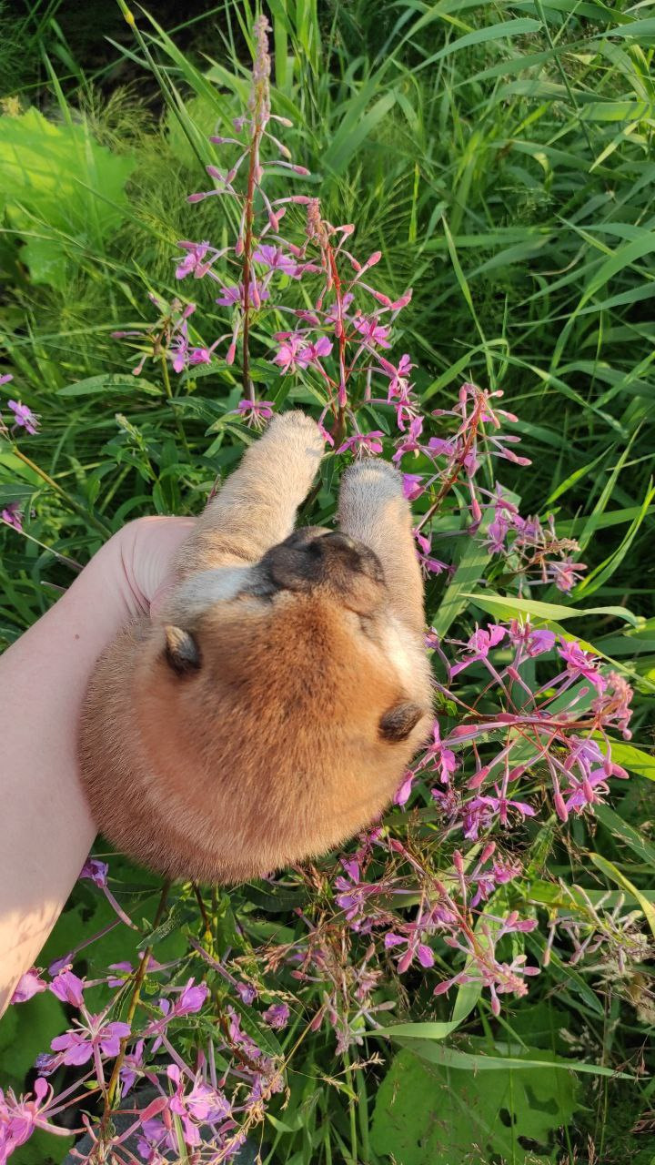 Сиба Rubylight Qiwi питомник Рубилайт 