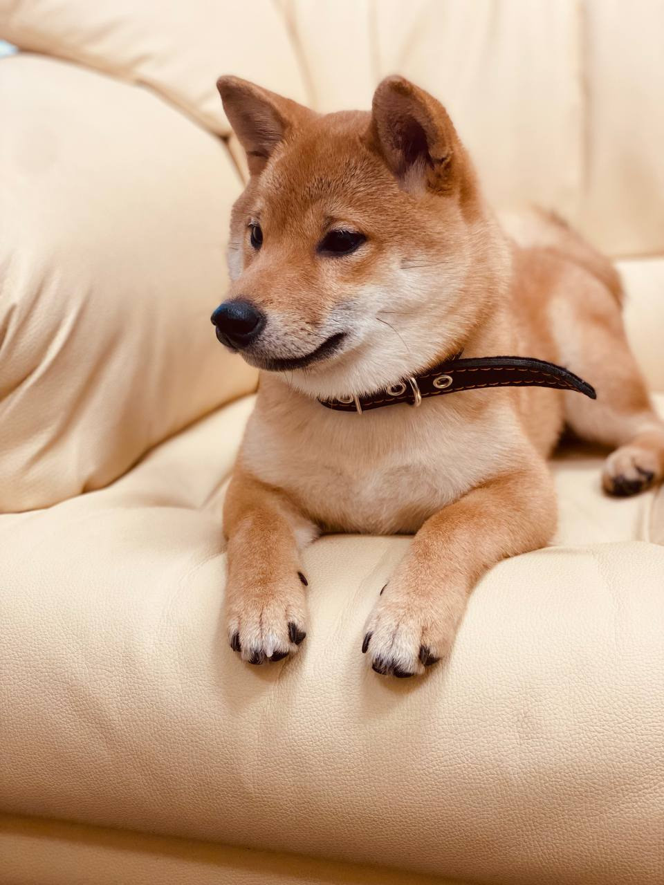 сиба питомник Рубилайт щенки на продажу rubylight  сиба щенки купить Шиба сиба-ину