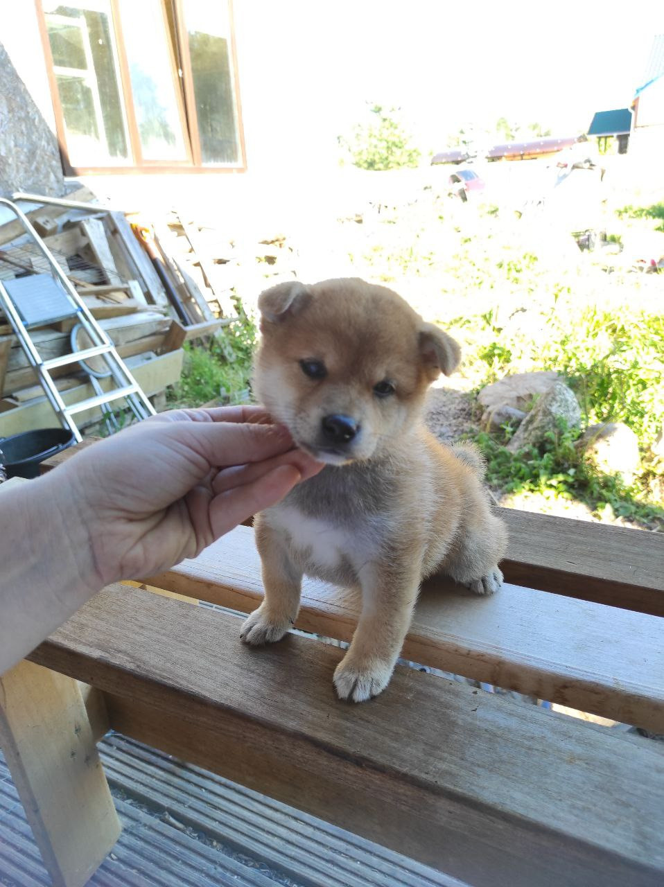 сиба питомник Рубилайт щенки на продажу rubylight  сиба щенки купить Шиба сиба-ину