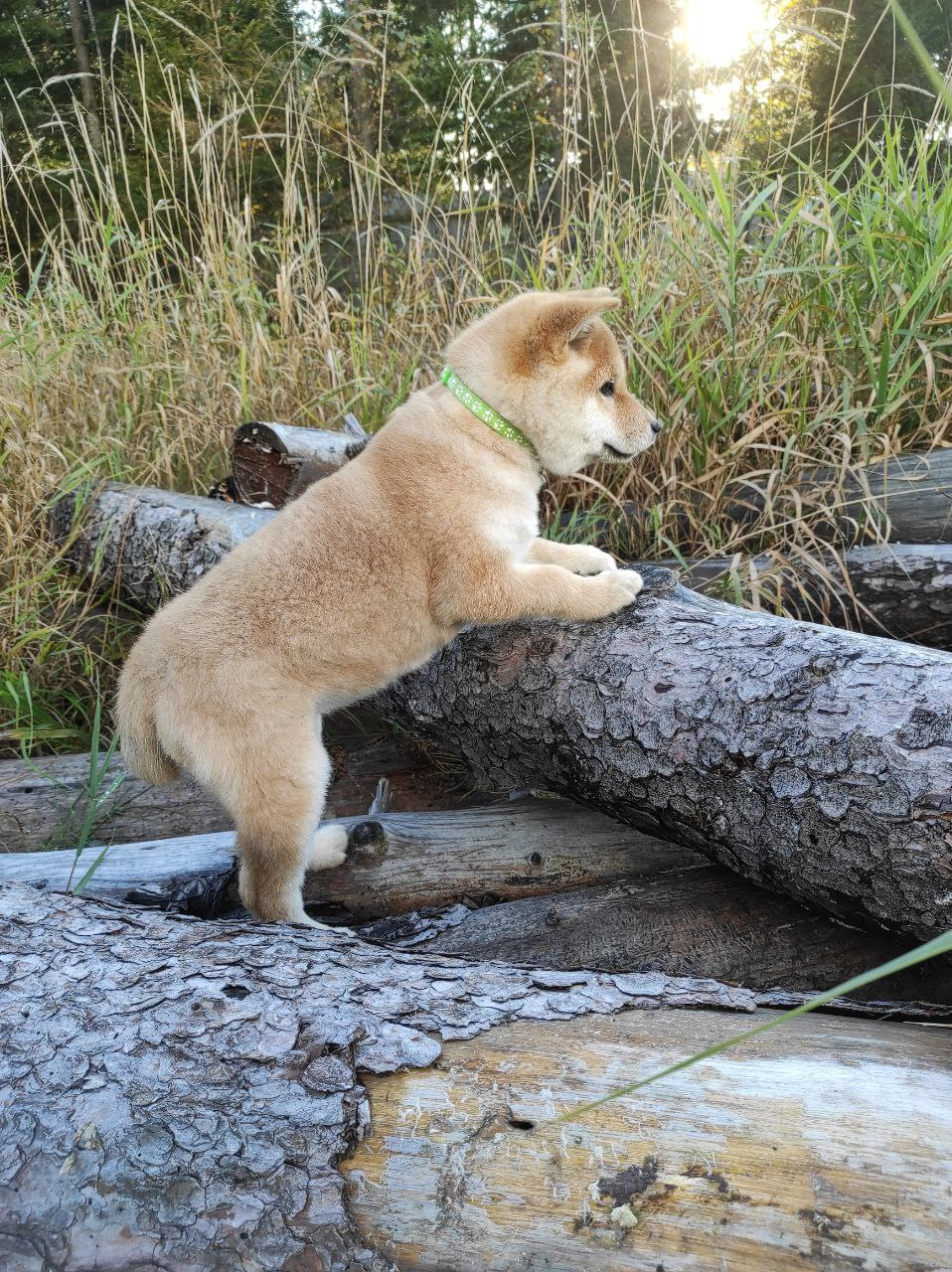 сиба питомник Рубилайт щенки на продажу rubylight  сиба щенки купить Шиба сиба-ину