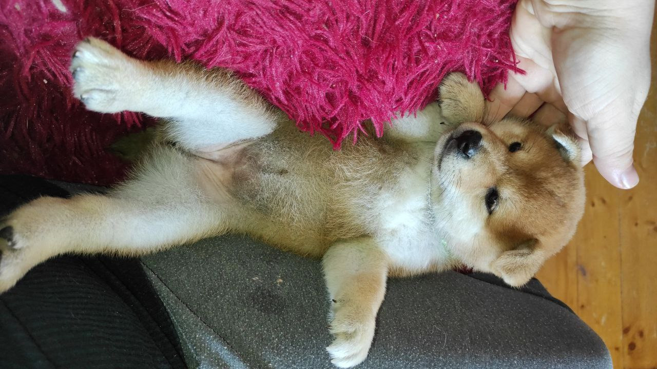 сиба питомник Рубилайт щенки на продажу rubylight  сиба щенки купить Шиба сиба-ину