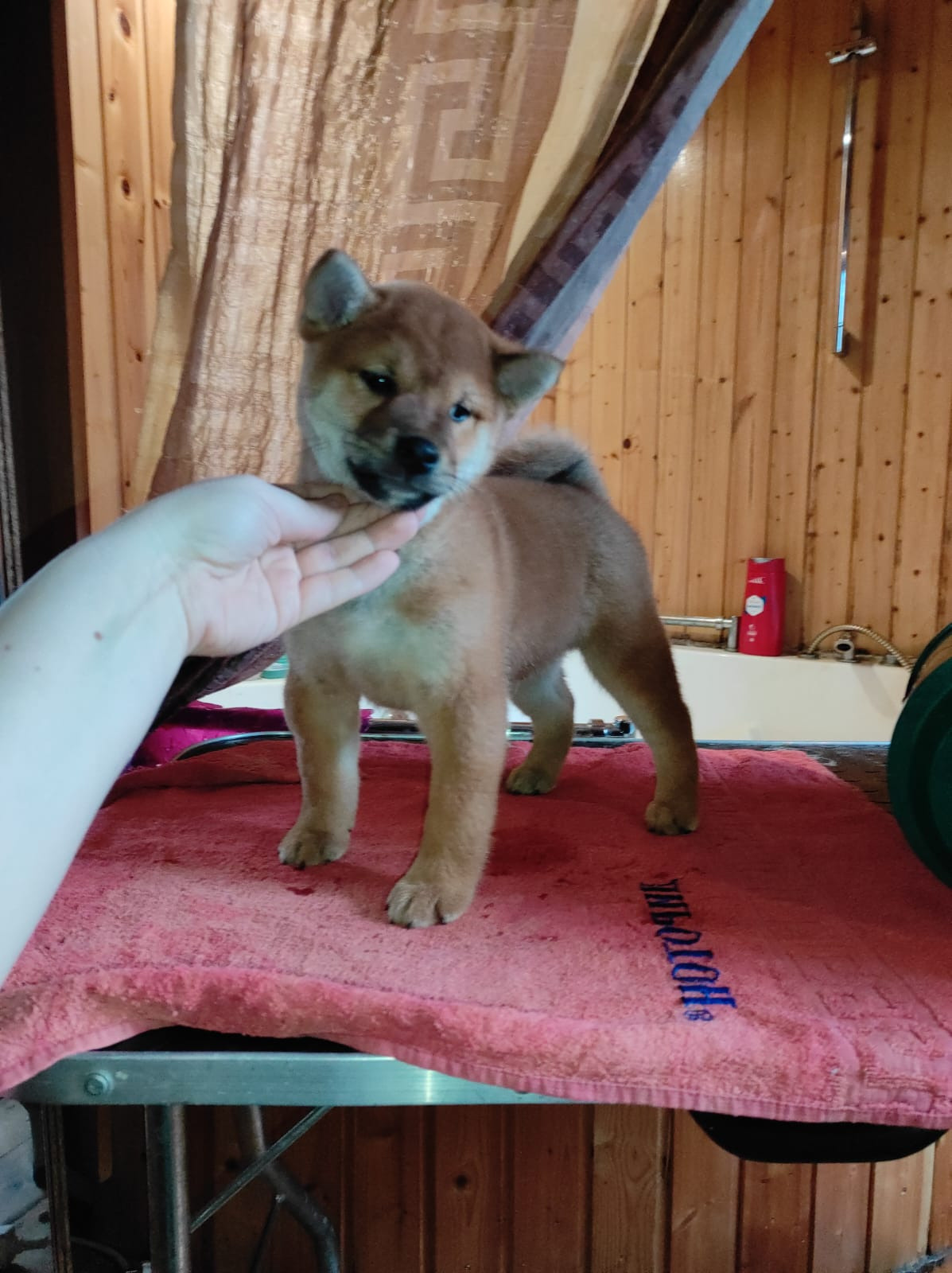 Сиба RUBYLIGHT Taddeus питомник Рубилайт 