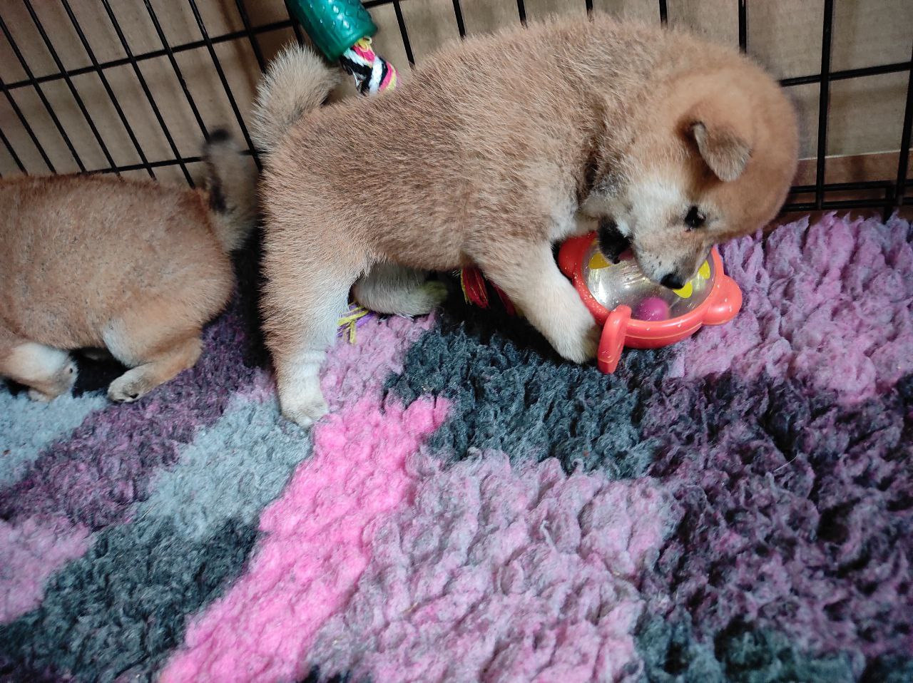 Сиба питомник Рубилайт помет Q