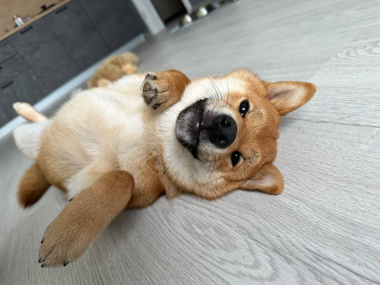 сиба питомник Рубилайт щенки на продажу rubylight  сиба щенки купить Шиба сиба-ину