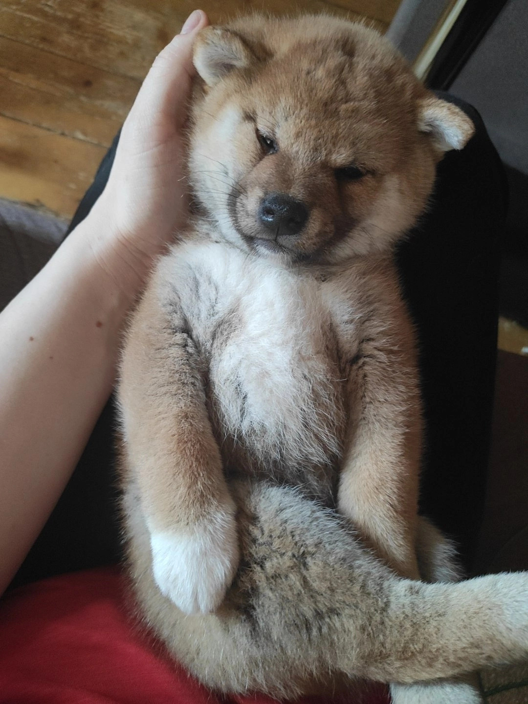 сиба питомник Рубилайт щенки на продажу rubylight  сиба щенки купить Шиба сиба-ину