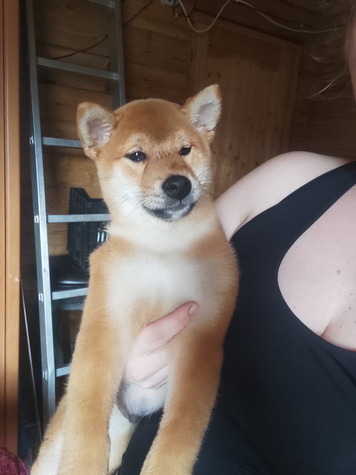 Сиба RUBYLIGHT Taddeus питомник Рубилайт 