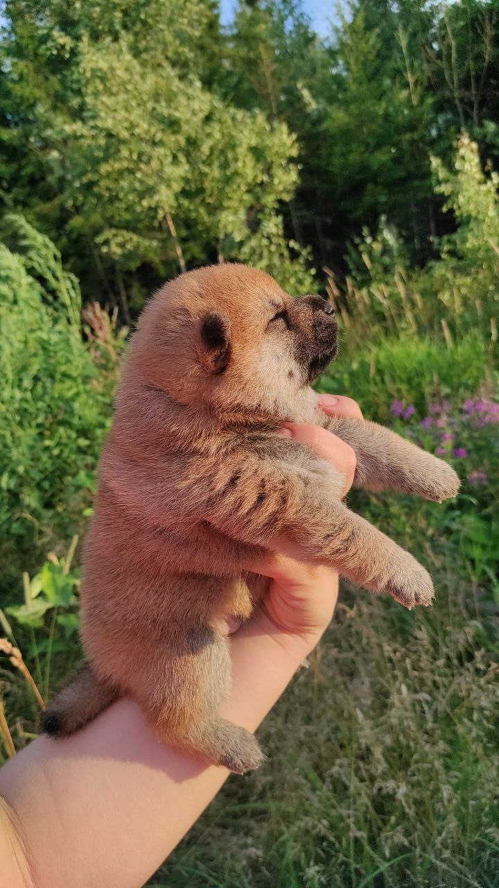 Сиба Rubylight Qiwi питомник Рубилайт 