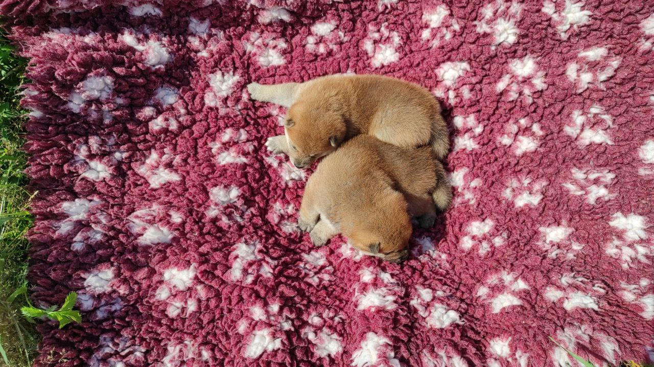 Сиба питомник Рубилайт помет Q