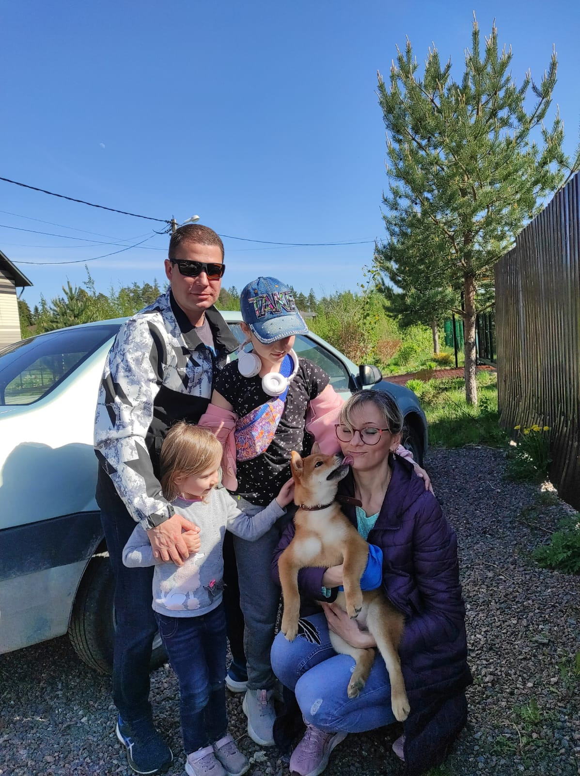 сиба питомник Рубилайт щенки на продажу rubylight  сиба щенки купить