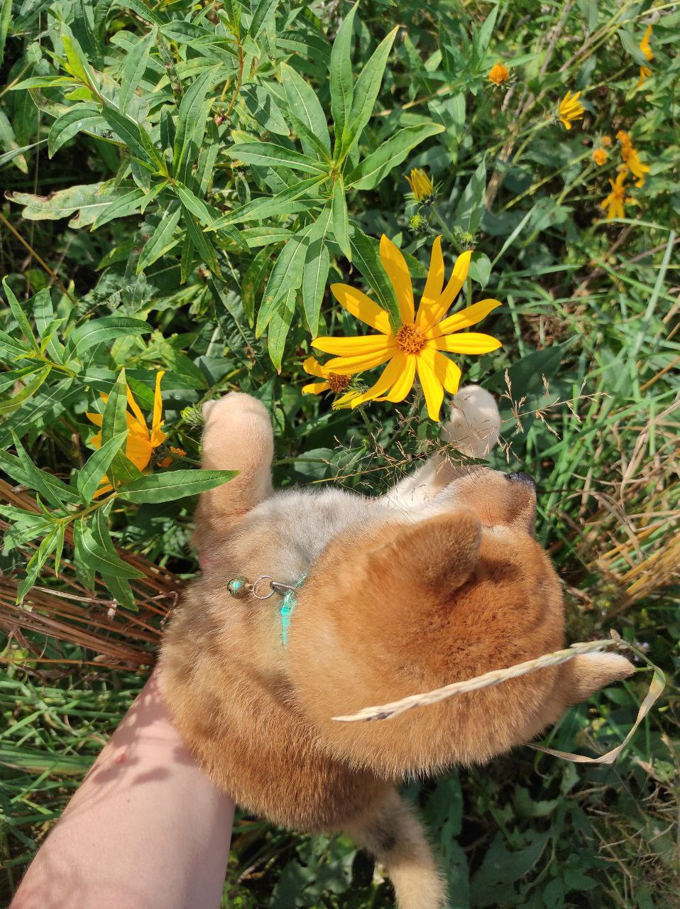 Сиба Rubylight Qiwi питомник Рубилайт 