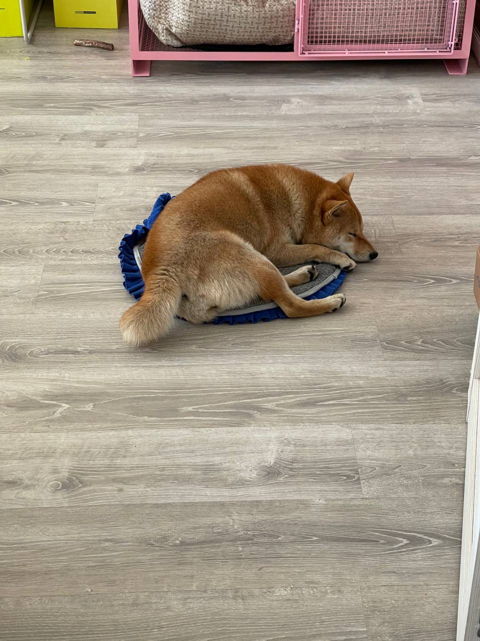 сиба питомник Рубилайт щенки на продажу rubylight  сиба щенки купить Шиба сиба-ину