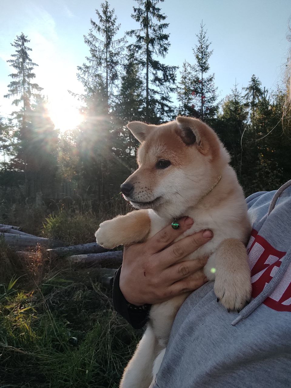 сиба питомник Рубилайт щенки на продажу rubylight  сиба щенки купить Шиба сиба-ину