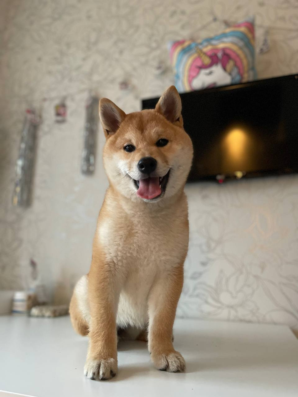 сиба питомник Рубилайт щенки на продажу rubylight  сиба щенки купить Шиба сиба-ину