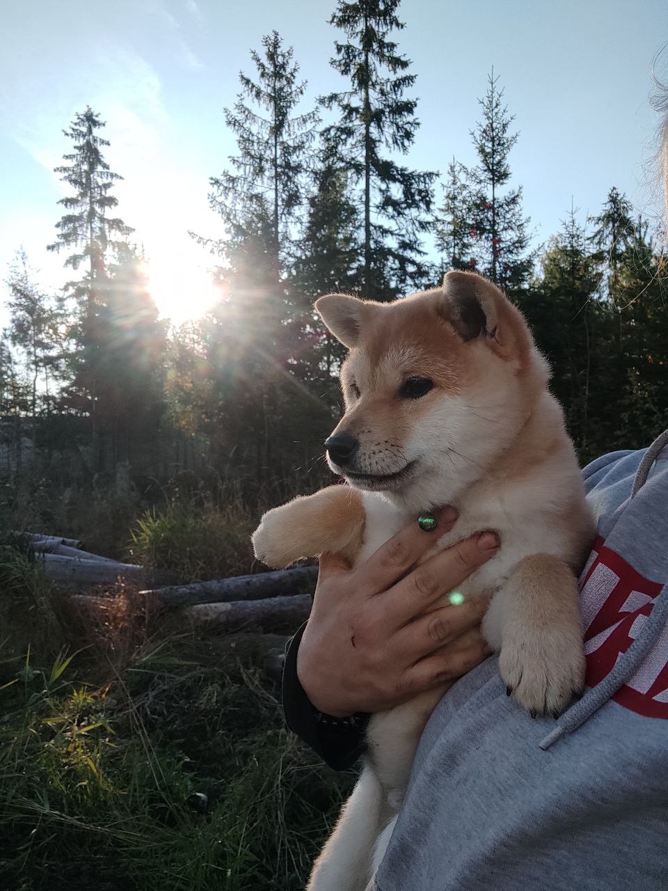 сиба питомник Рубилайт щенки на продажу rubylight  сиба щенки купить Шиба сиба-ину