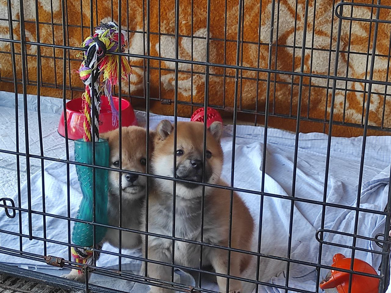 Сиба питомник Рубилайт помет Q