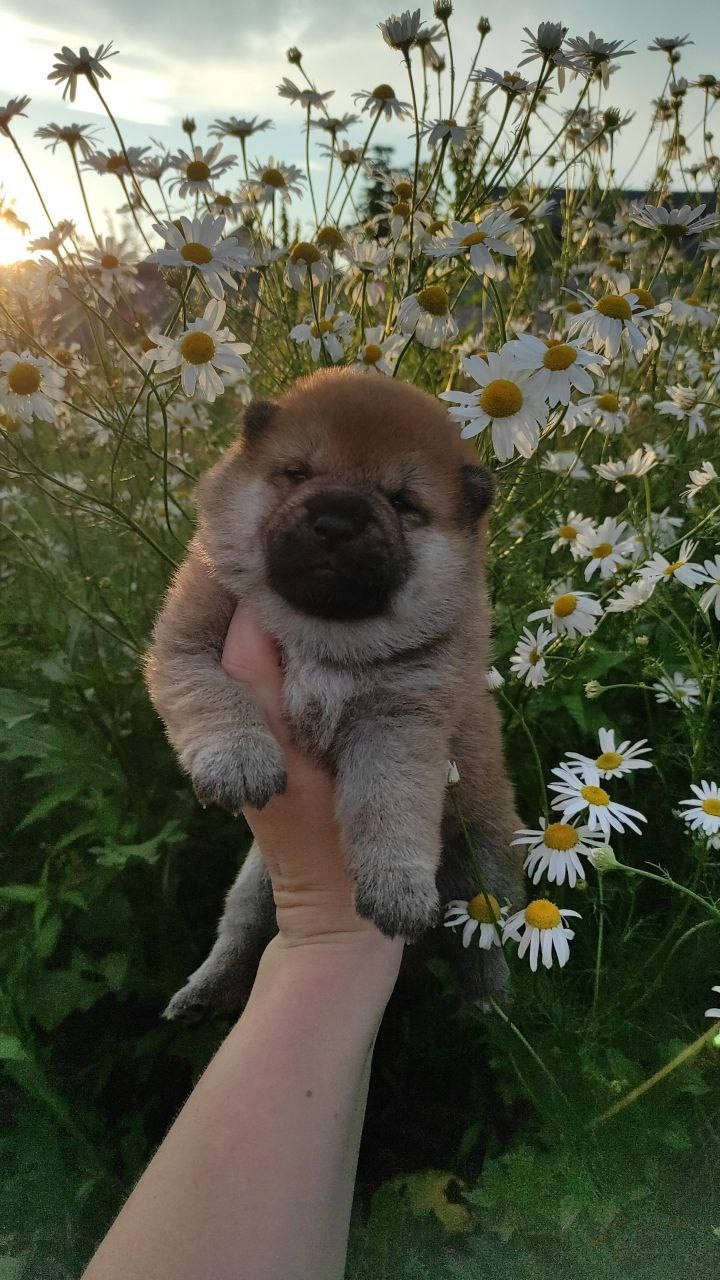 Сиба Rubylight Qiwi питомник Рубилайт 