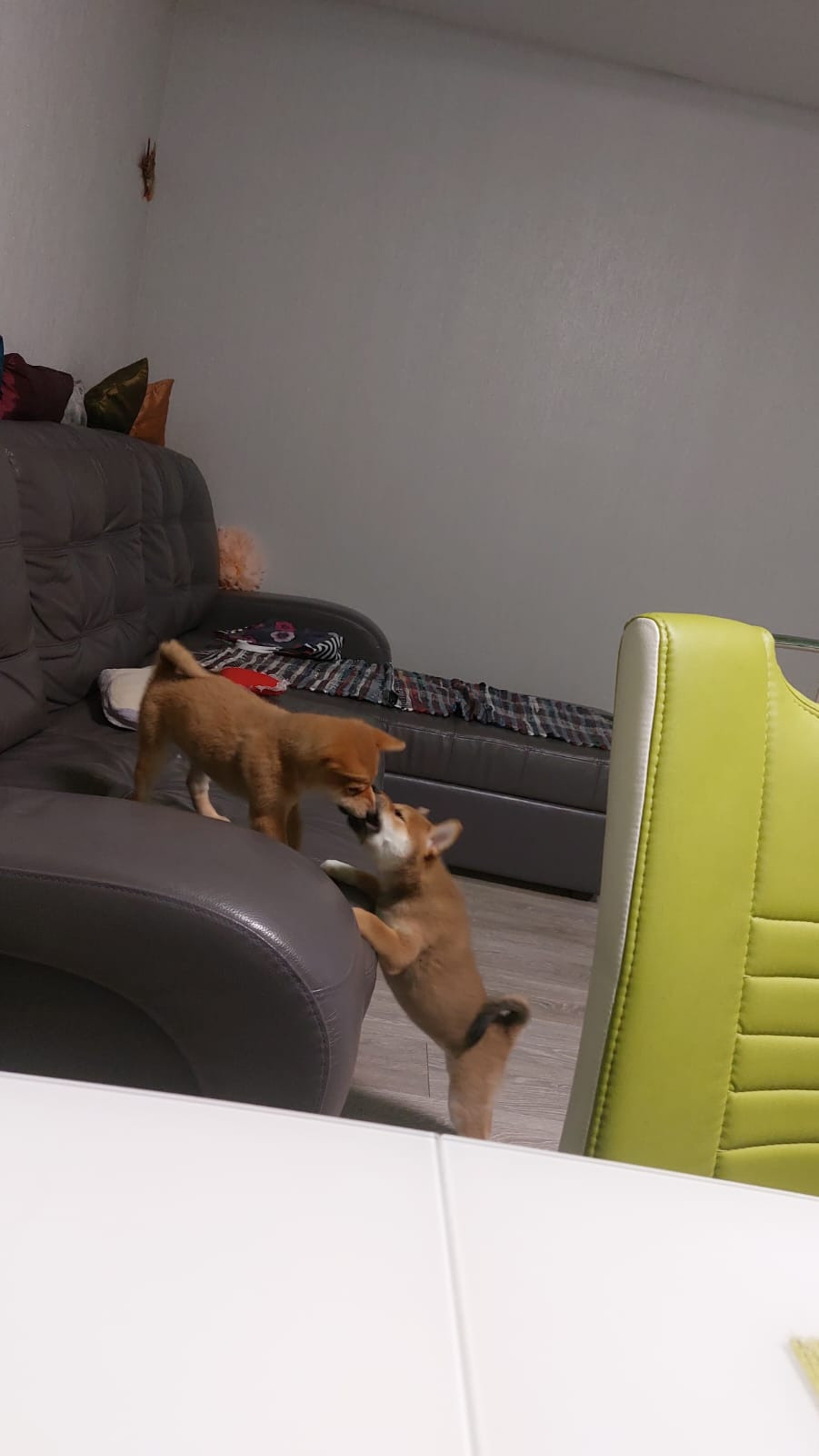 сиба питомник Рубилайт щенки на продажу rubylight  сиба щенки купить