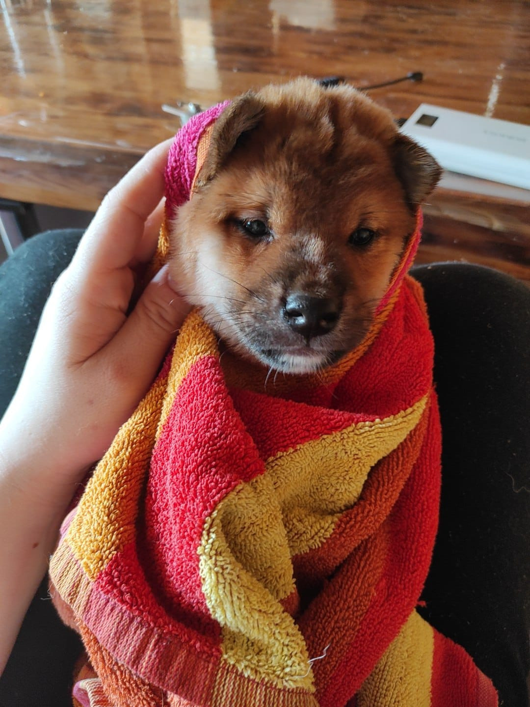 Сиба RUBYLIGHT Taddeus питомник Рубилайт 