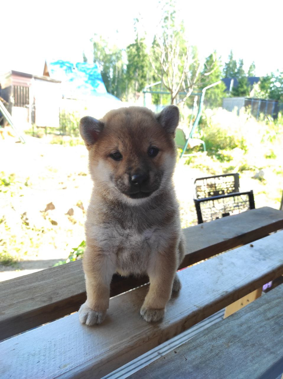 Сиба Rubylight Qiwi питомник Рубилайт 