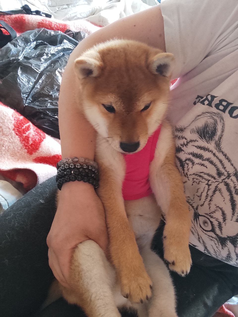 Сиба Rubylight Qiwi питомник Рубилайт 