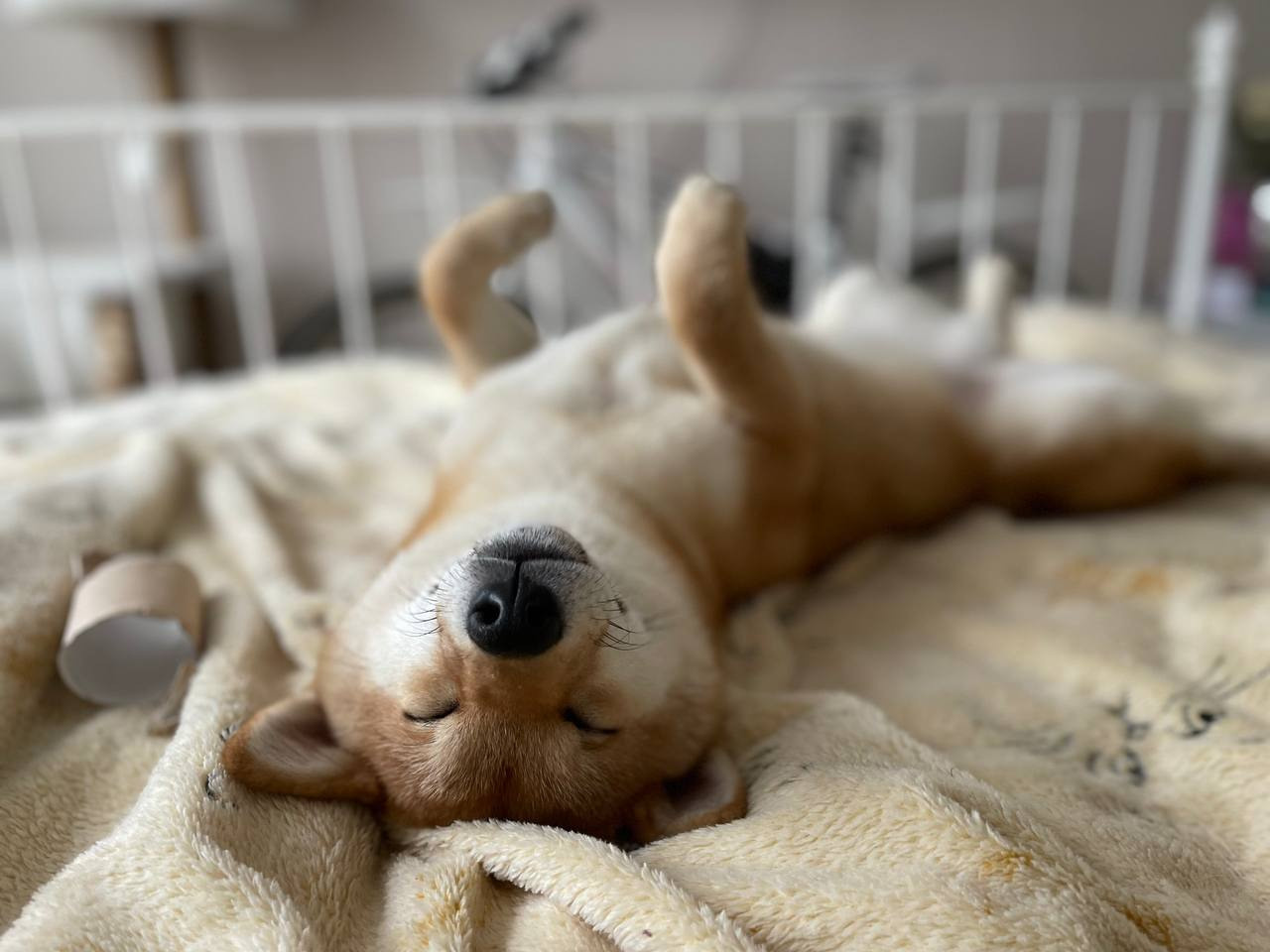 сиба питомник Рубилайт щенки на продажу rubylight  сиба щенки купить Шиба сиба-ину